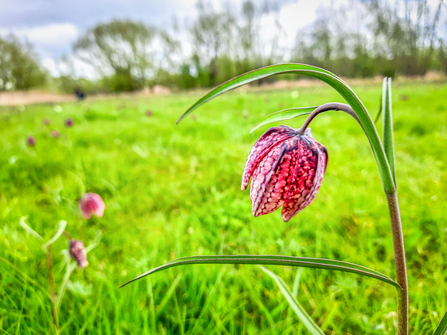 A snake's-head fritillary at Iffley Meadows in Oxford. Picture: Pete Hughes