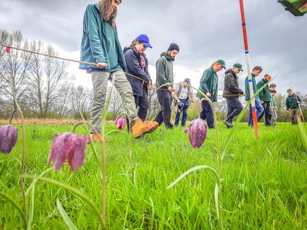 The 2022 BBOWT snake's-head fritillary count at Iffley Meadows in Oxford. Picture: Pete Hughes