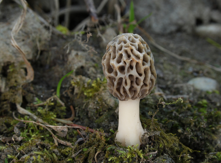 A morel mushroom growing in a woodland. Picture: Holger Krisp