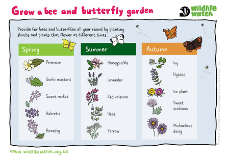 Grow a bee and butterfly garden