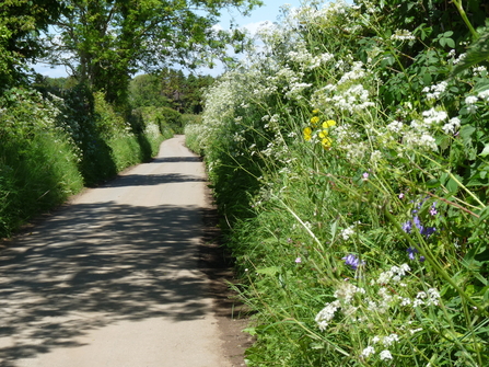 Flower-filled road verge along a country road