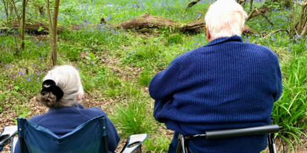 People sitting in chairs looking at bluebells