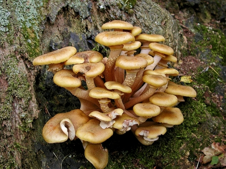 Honey fungus. Picture: Les Binns