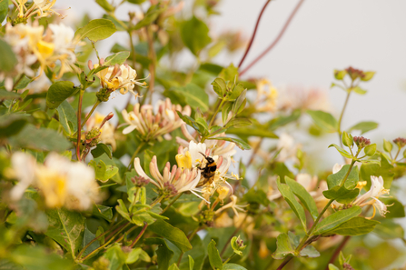 A bumblebee foraging on honeysuckle. Picture: Ross Hoddinott/ 2020Vision