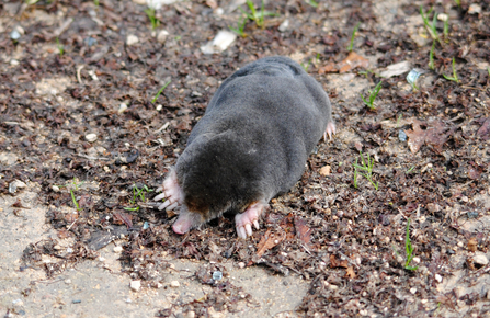 A European mole. Picture: Amy Lewis
