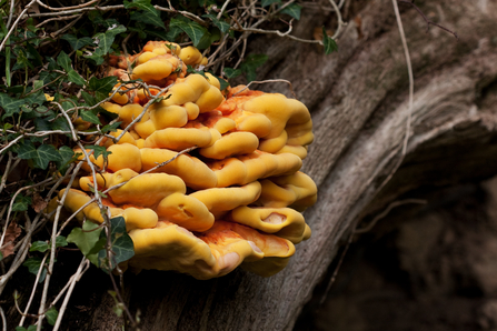 A chicken of the woods fungus (Laetiporus sulphureus) growing on the trunk of a tree. Picture: Vaughn Matthews
