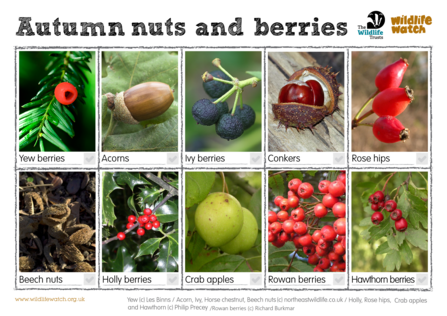 Autumn nuts and berries spotter sheet