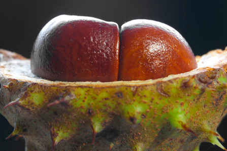 Horse chestnut conkers still in their capsule.