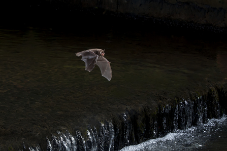A Daubenton's bat in flight. 