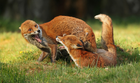 Foxes fighting. Picture: Jon Hawkins/ Surrey Hills Photography
