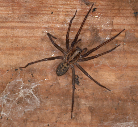 The giant house spider (Tegenaria duellica). 