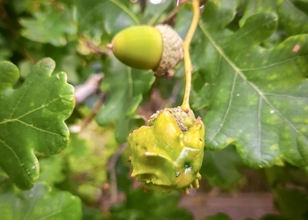 A knopper gall growing out of an acorn on an oak tree.