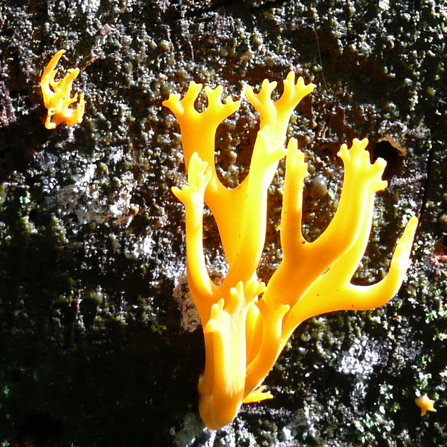 Yellow staghorn fungus