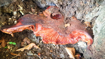 A beefsteak fungus growing out of a tree at BBOWT's Windsor Great Park Environmental Education Centre. Picture: Becky Downey