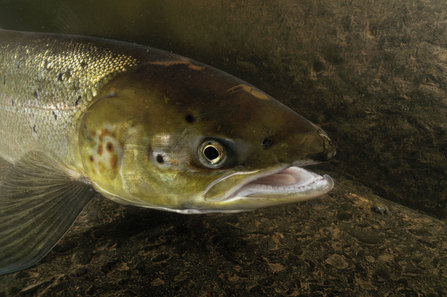 A female Atlantic salmon swimming up an English stream to spawn. Picture: Linda Pitkin