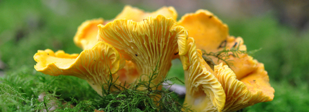 A yellow chanterelle mushroom with moss around it.