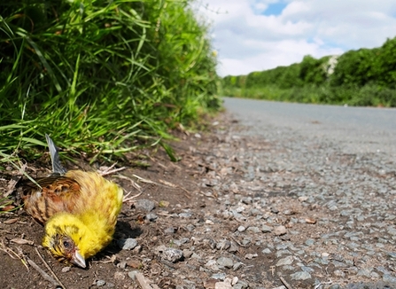 Yellowhammer dead at the side of the road