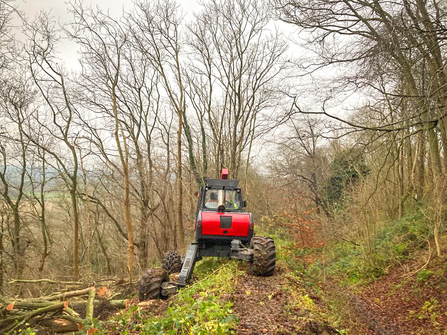 A BBOWT contractor carrying out ash dieback works at Chinnor Hill nature reserve. Picture: Karl Lofthouse