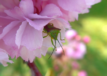 A shield bug emerging from a flower on an ornamental cherry tree by eight-year-old Roly Lewis - winner of the children's category in the BBOWT Photography Competition 2022.