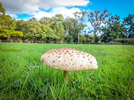 A parasol mushroom at BBOWT's Moor Copse nature reserve. Picture: Tom Hayward
