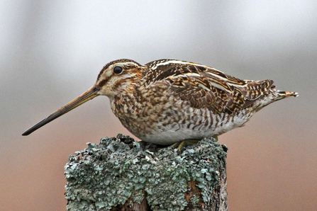 Snipe perched on a tree stump. Picture: Margaret Holland