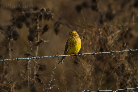 A yellowhammer at BBOWT's Grange Meadow reserve. Picture: Phil Gibbs