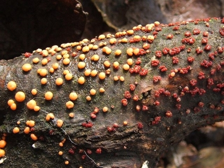 Coral spot fungus