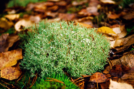 A clump of lichen