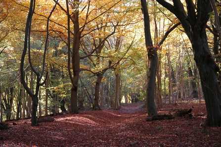 Beech woodland in autumn