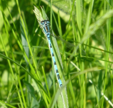 Southern damselfly. Picture: Anne Jackson