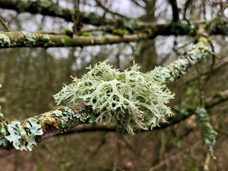 Lichen growing on a branch