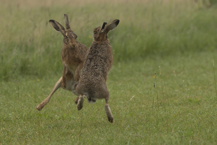 Hares boxing in a field