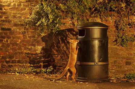 An urban fox scavenging for food in a bin