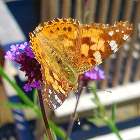 Painted lady butterfly on verbena
