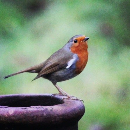 Robin perched on a flowerpot