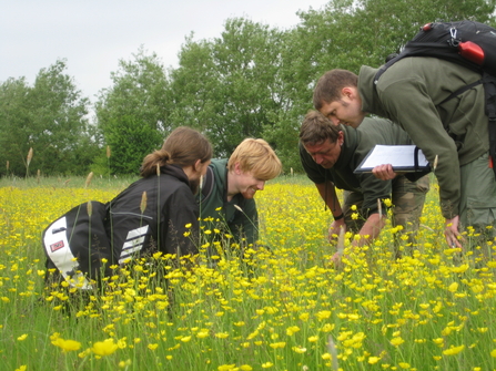 People looking at yellow flowers in a meadow