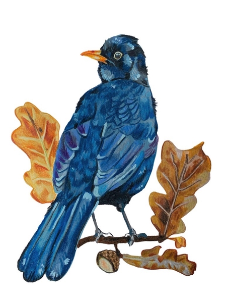 Illustration of blackbird on oak twig