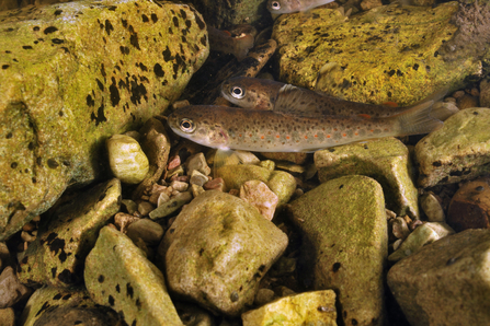 Brown trout fry