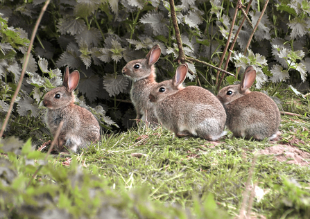 A group of rabbits outside the entrance to a warren