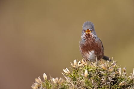 A Dartford warbler sings at the top of a bush
