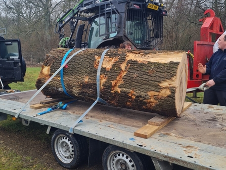 Ash trunk on flatbed trailer