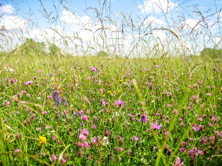 Wildflowers in the Coronation Meadow at BBOWT's Chimney Meadows nature reserve
