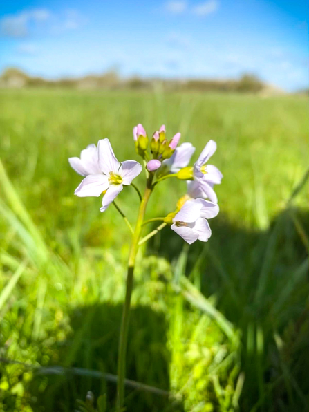 A cuckooflower at BBOWT's Upper Ray Meadows nature reserve