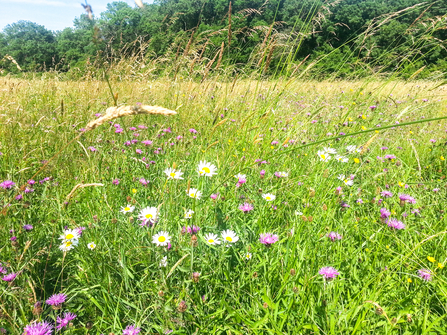 The Coronation Meadow at BBOWT's Moor Copse nature reserve in Berkshire