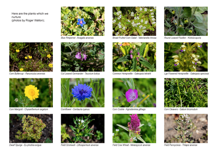 Selection of flowers from College Lake arable weeds project