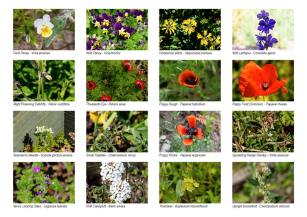 A selection of the plants grown as part of the arable weeds project at College Lake
