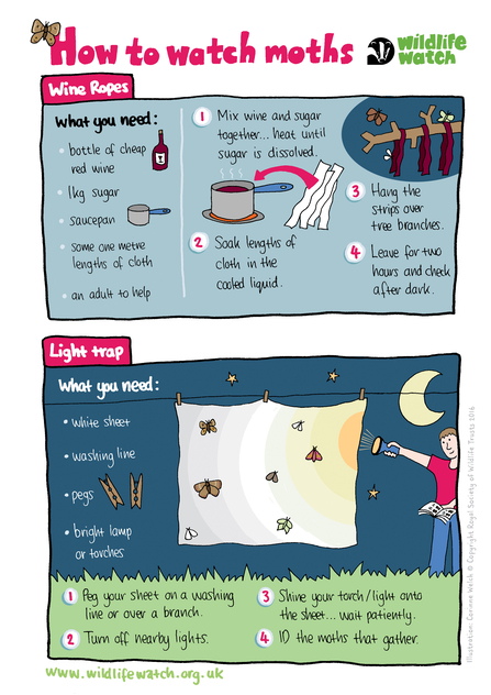 How to watch moths activity sheets