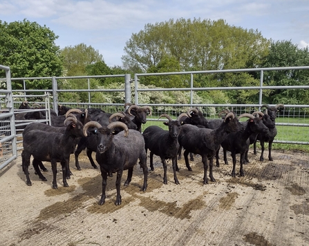 Flock of shorn sheep in a pen