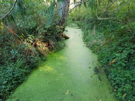 Stock image of algal bloom on a watercourse