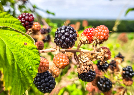 Blackberries on a bramble bush. Picture: Pete Hughes